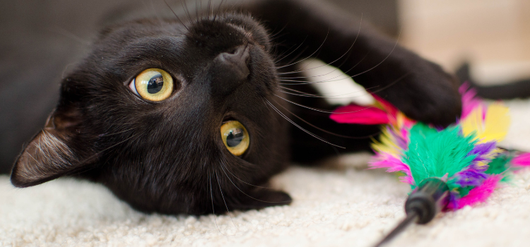 The Best Enrichment Toys for Cats: Keep Them Active, Happy and Mentally Stimulated