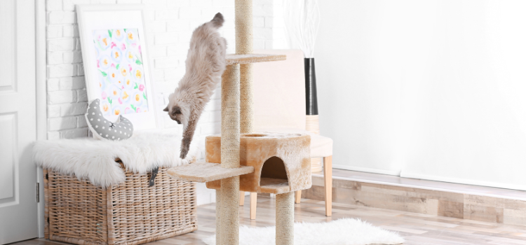 The Best Scratching Posts for Cats