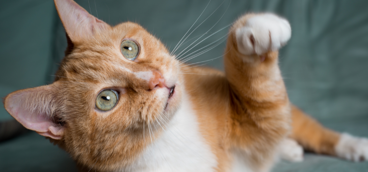 How to Fix Pulls in Fabric Furniture Caused by Cats