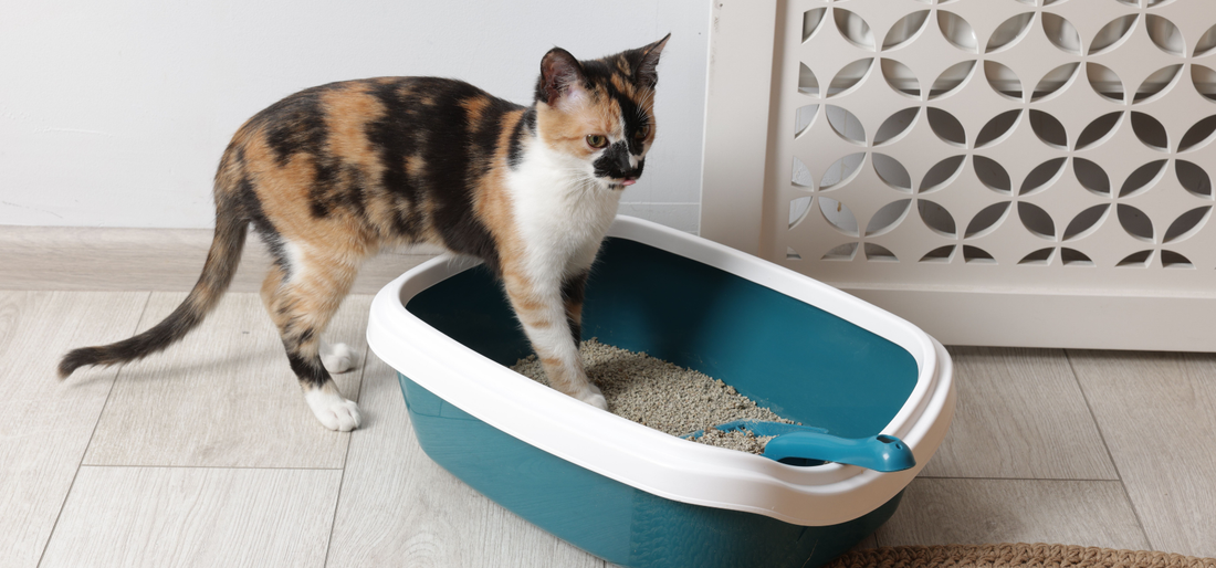 how-to-keep-a-house-clean-with-cats-fabric-fix-stick