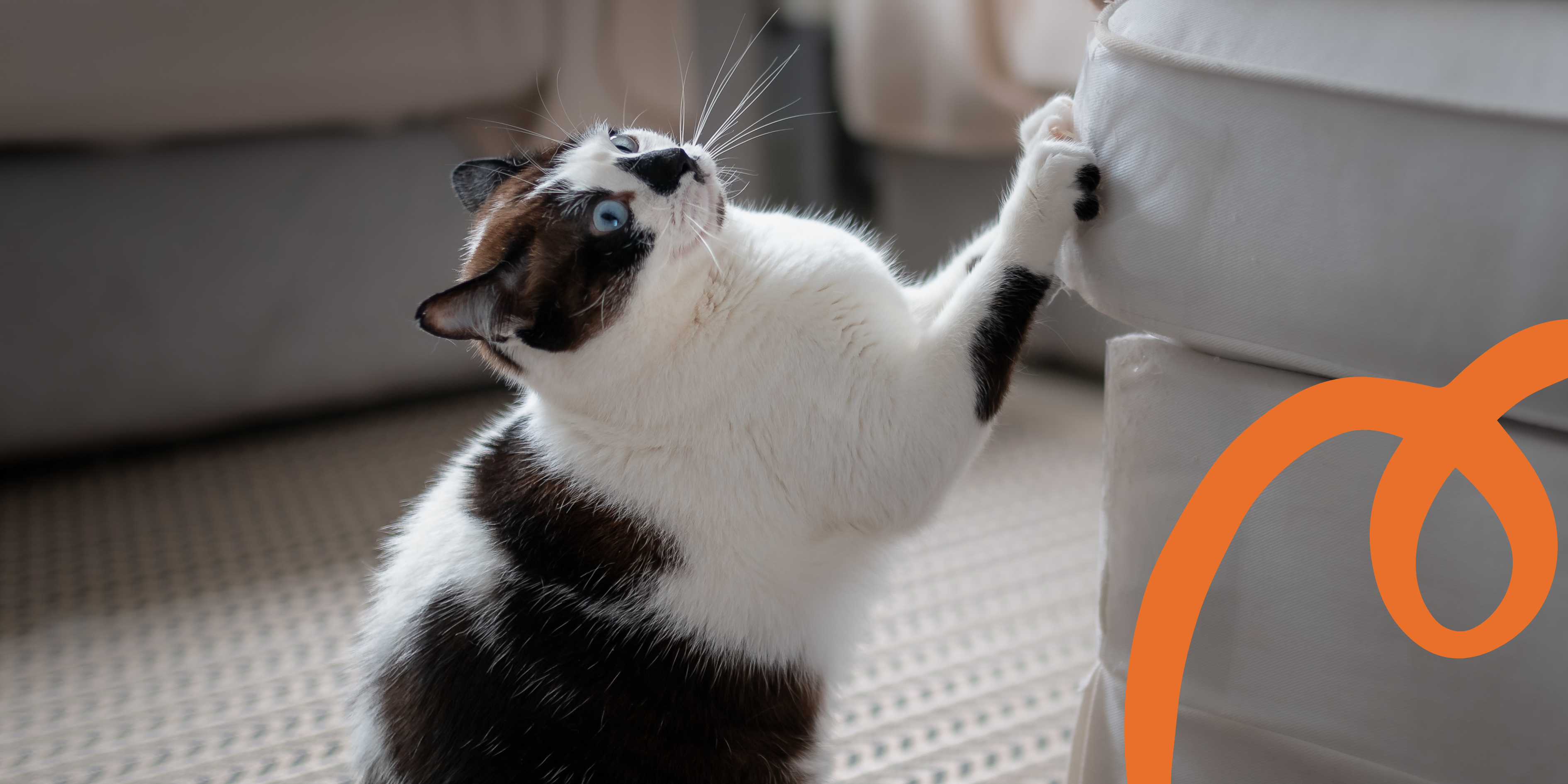Black and white cat scratching a fabric lounge